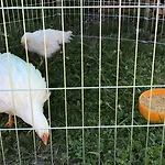 Bauernhof ,,becka Hof''